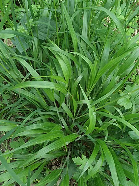 Dactylis polygama \ Wald-Kn�uelgras, D Eiersheim 31.5.2025