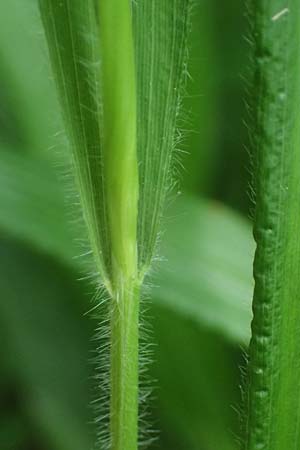 Dactylis polygama \ Wald-Kn�uelgras, D Eiersheim 31.5.2025