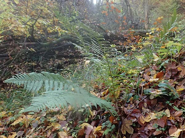 Dryopteris affinis s.l. \ Goldschuppen-Farn, Schuppiger Wurmfarn / Scaly Male Fern, D Tettnang 31.10.2025