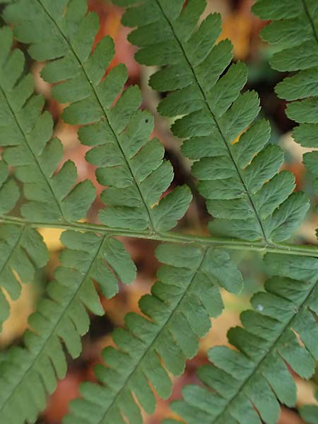 Dryopteris affinis s.l. \ Goldschuppen-Farn, Schuppiger Wurmfarn / Scaly Male Fern, D Tettnang 31.10.2025