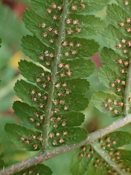 Dryopteris affinis s.l. \ Goldschuppen-Farn, Schuppiger Wurmfarn / Scaly Male Fern, D Tettnang 31.10.2025