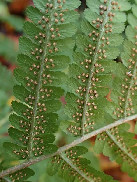 Dryopteris affinis s.l. \ Goldschuppen-Farn, Schuppiger Wurmfarn / Scaly Male Fern, D Tettnang 31.10.2025