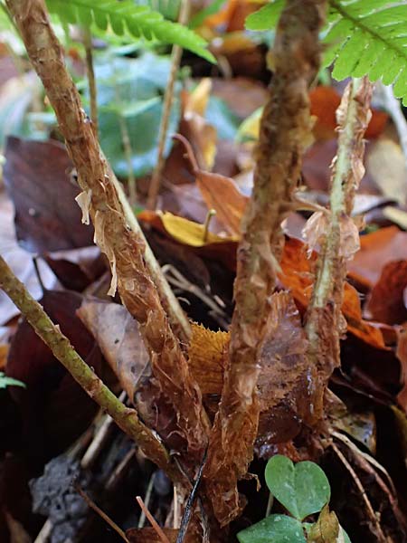 Dryopteris affinis s.l. \ Goldschuppen-Farn, Schuppiger Wurmfarn / Scaly Male Fern, D Tettnang 31.10.2025