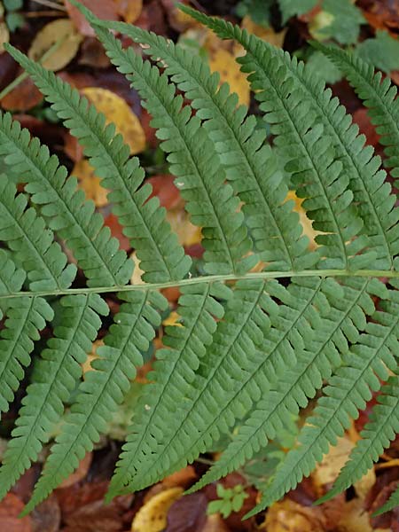 Dryopteris affinis s.l. \ Goldschuppen-Farn, Schuppiger Wurmfarn / Scaly Male Fern, D Tettnang 31.10.2025