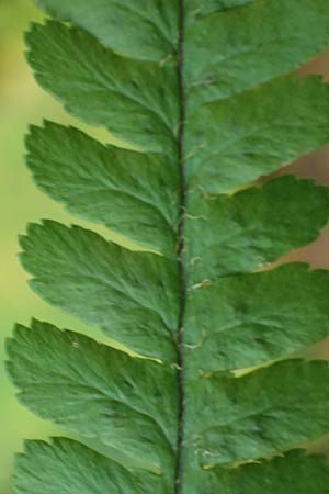 Dryopteris affinis s.l. \ Goldschuppen-Farn, Schuppiger Wurmfarn / Scaly Male Fern, D Tettnang 31.10.2025
