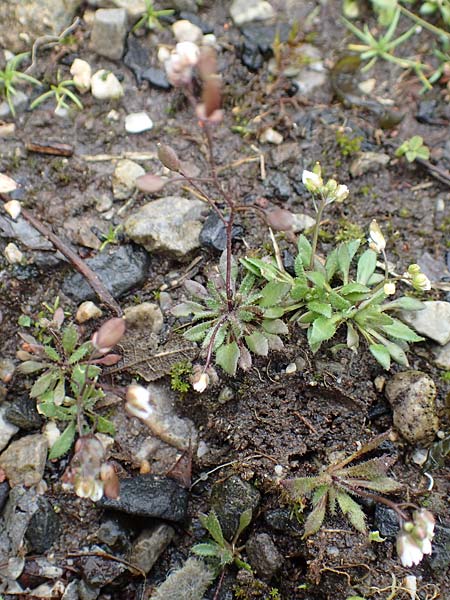 Draba aquisgranensis \ Aachener Hungerbl�mchen, D Aachen-Soers 10.3.2019
