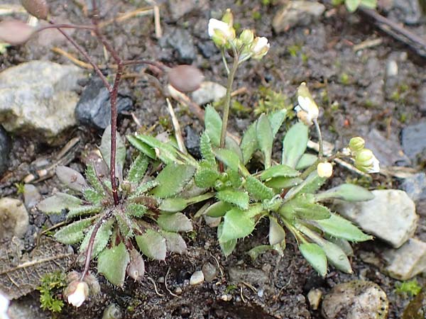 Draba aquisgranensis \ Aachener Hungerbl�mchen, D Aachen-Soers 10.3.2019