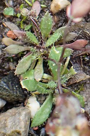 Draba aquisgranensis \ Aachener Hungerbl�mchen, D Aachen-Soers 10.3.2019