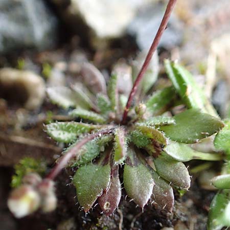 Draba aquisgranensis \ Aachener Hungerbl�mchen, D Aachen-Soers 10.3.2019