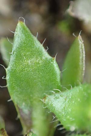 Draba aquisgranensis \ Aachener Hungerbl�mchen, D Aachen-Soers 10.3.2019