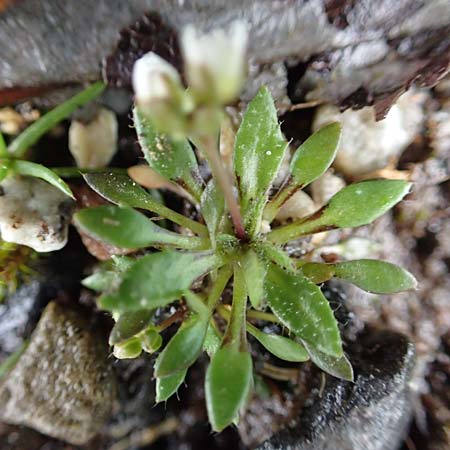 Draba aquisgranensis \ Aachener Hungerbl�mchen, D Aachen-Soers 10.3.2019