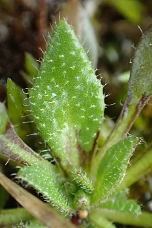 Draba aquisgranensis \ Aachener Hungerbl�mchen, D Aachen-Soers 10.3.2019
