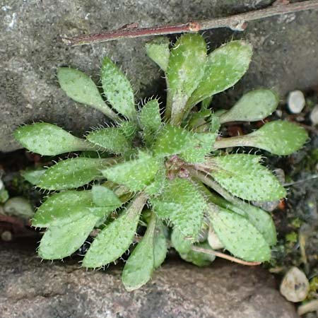 Draba aquisgranensis \ Aachener Hungerbl�mchen, D Aachen-Walheim 10.3.2019