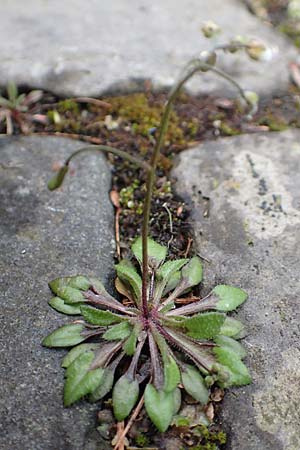 Draba aquisgranensis \ Aachener Hungerbl�mchen, D Aachen-Walheim 10.3.2019