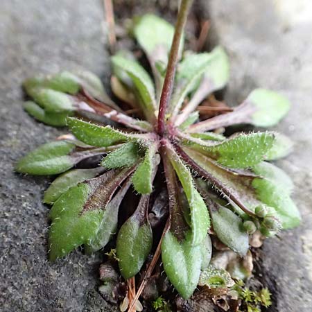 Draba aquisgranensis \ Aachener Hungerbl�mchen, D Aachen-Walheim 10.3.2019