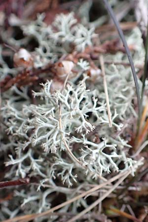 Cladonia rangiferina \ Rentier-Flechte / Reindeer Lichen, D Odenwald, Beerfelden 18.2.2017