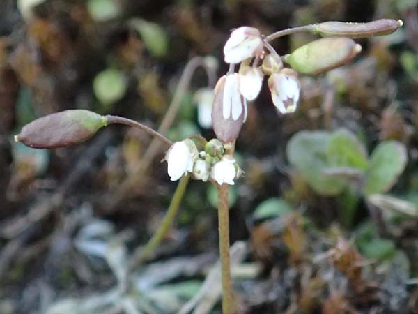 Draba verna agg. \ Fr�hlings-Hungerbl�mchen / Common Whitlowgrass, D Mannheim-Rheinau 2.3.2022