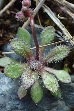 Draba verna agg. \ Fr�hlings-Hungerbl�mchen / Common Whitlowgrass, D Mannheim-Rheinau 2.3.2022