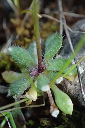 Draba verna agg. \ Fr�hlings-Hungerbl�mchen / Common Whitlowgrass, D Mannheim-Rheinau 2.3.2022