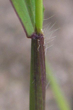 Digitaria sanguinalis \ Blutrote Fingerhirse / Hairy Finger-Grass, D Reilingen 20.9.2013