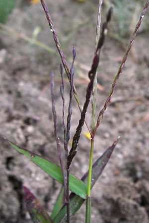 Digitaria sanguinalis \ Blutrote Fingerhirse / Hairy Finger-Grass, D Reilingen 20.9.2013