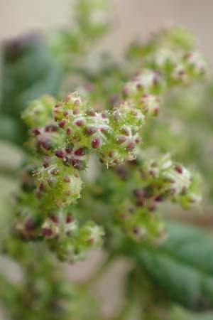 Dysphania schraderiana \ Schraders Dr�seng�nsefu� / Schrader's Goosefoot, D Mannheim 20.9.2015