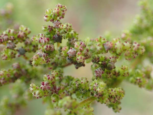 Dysphania schraderiana \ Schraders Dr�seng�nsefu� / Schrader's Goosefoot, D Mannheim 20.9.2015