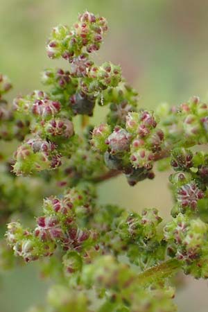 Dysphania schraderiana \ Schraders Dr�seng�nsefu� / Schrader's Goosefoot, D Mannheim 20.9.2015