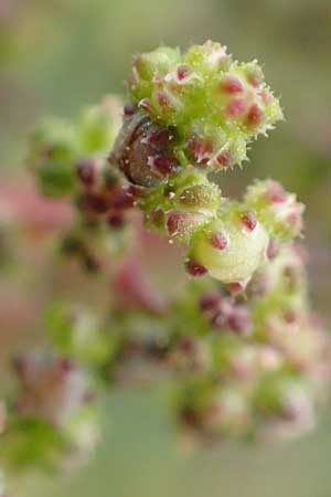 Dysphania schraderiana \ Schraders Dr�seng�nsefu� / Schrader's Goosefoot, D Mannheim 20.9.2015