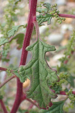 Dysphania schraderiana \ Schraders Dr�seng�nsefu� / Schrader's Goosefoot, D Mannheim 20.9.2015