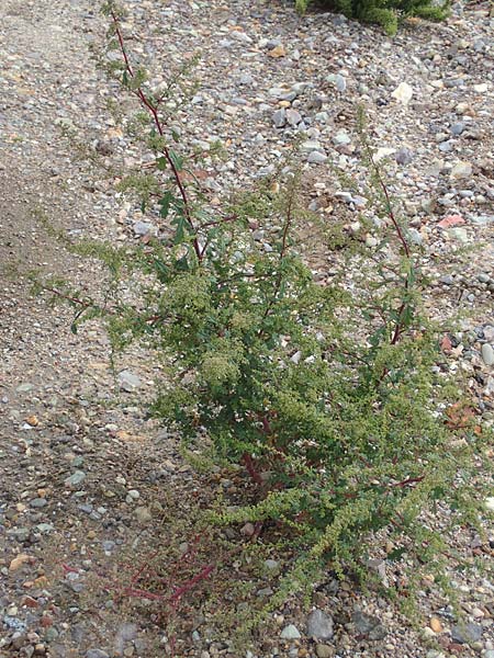 Dysphania schraderiana \ Schraders Dr�seng�nsefu� / Schrader's Goosefoot, D Mannheim 20.9.2015