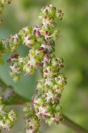 Dysphania schraderiana \ Schraders Dr�seng�nsefu� / Schrader's Goosefoot, D Mannheim 20.9.2015
