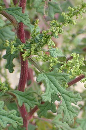 Dysphania schraderiana \ Schraders Dr�seng�nsefu� / Schrader's Goosefoot, D Mannheim 20.9.2015