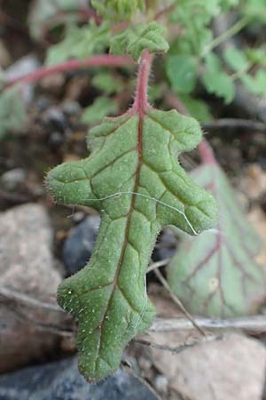 Dysphania schraderiana \ Schraders Dr�seng�nsefu� / Schrader's Goosefoot, D Mannheim 23.9.2015
