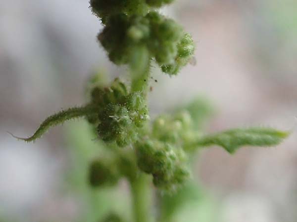Dysphania schraderiana \ Schraders Dr�seng�nsefu� / Schrader's Goosefoot, D Mannheim 23.9.2015