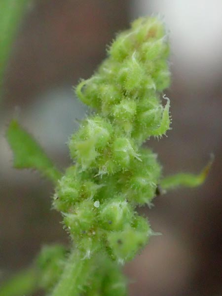 Dysphania schraderiana \ Schraders Dr�seng�nsefu� / Schrader's Goosefoot, D Mannheim 23.9.2015