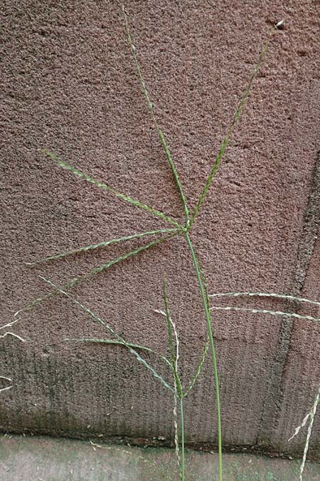 Digitaria sanguinalis \ Blutrote Fingerhirse / Hairy Finger-Grass, D Mannheim 20.9.2017