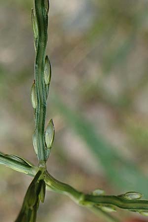 Digitaria sanguinalis \ Blutrote Fingerhirse / Hairy Finger-Grass, D Mannheim 20.9.2017