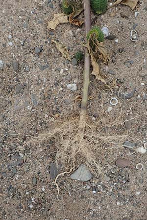 Datura stramonium \ Gew�hnlicher Stechapfel / Thorn Apple, D K&ouml;ln-Langel 22.10.2018