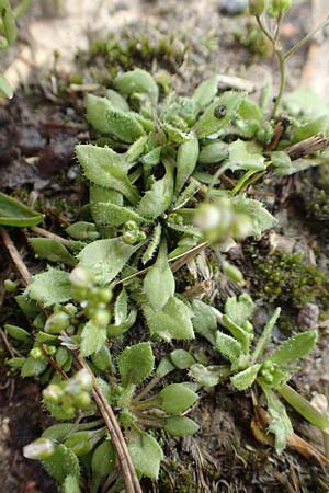 Draba strigosula \ Feingestreiftes Hungerbl�mchen, D Aachen-Vetschau 10.3.2019