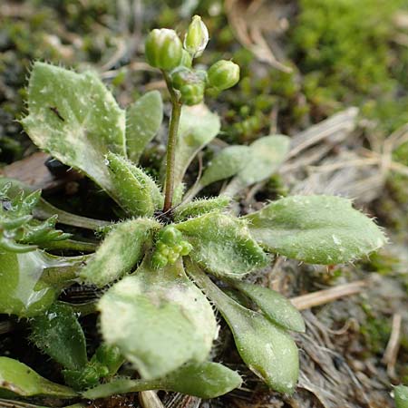 Draba strigosula \ Feingestreiftes Hungerbl�mchen, D Aachen-Vetschau 10.3.2019