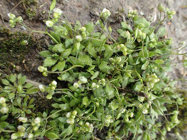 Draba strigosula \ Feingestreiftes Hungerbl�mchen, D Aachen-Vetschau 10.3.2019