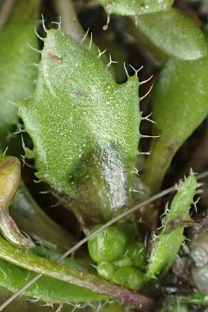 Draba strigosula \ Feingestreiftes Hungerbl�mchen, D Aachen-Vetschau 10.3.2019