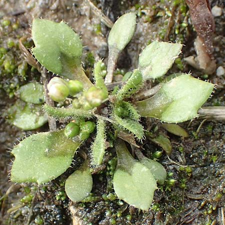 Draba strigosula \ Feingestreiftes Hungerbl�mchen, D Aachen-Vetschau 10.3.2019