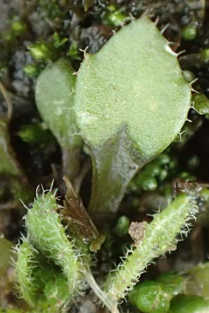 Draba strigosula \ Feingestreiftes Hungerbl�mchen, D Aachen-Vetschau 10.3.2019