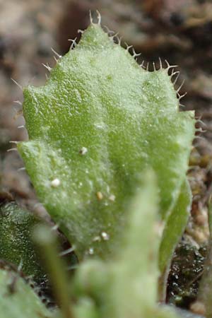 Draba strigosula \ Feingestreiftes Hungerbl�mchen, D Aachen-Vetschau 10.3.2019