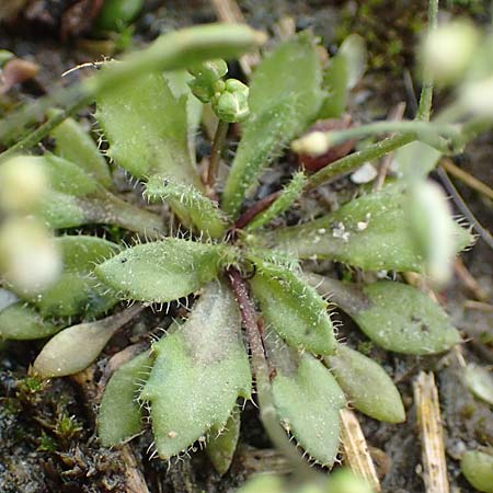 Draba strigosula \ Feingestreiftes Hungerbl�mchen, D Aachen-Vetschau 10.3.2019