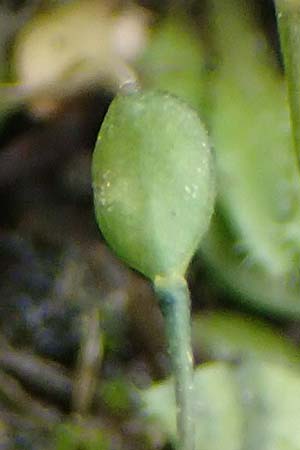 Draba strigosula \ Feingestreiftes Hungerbl�mchen, D Aachen-Vetschau 10.3.2019