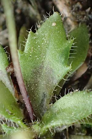 Draba strigosula \ Feingestreiftes Hungerbl�mchen, D Aachen-Vetschau 10.3.2019