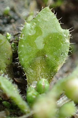 Draba strigosula \ Feingestreiftes Hungerbl�mchen, D Aachen-Vetschau 10.3.2019